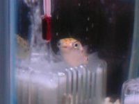 ~hӂ肪ƂI (TT)/